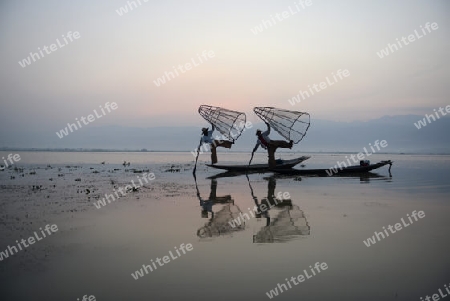 Fishermen at sunrise in the Landscape on the Inle Lake in the Shan State in the east of Myanmar in Southeastasia.