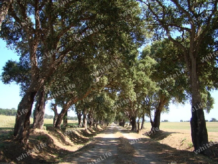 Allee im Sommer