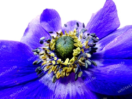 Anemone