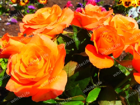 Die orangen Rosen