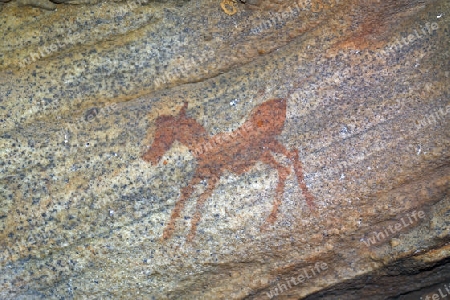 Alte Felszeichnungen der San, Ureinwohner S?dafrikas, Sevilla Rock Art Trail, Cederberge nahe Clanwilliam und Wuppertal, Western Cape, West Kap, S?dafrika, Afrika