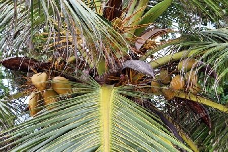 Beautiful palm trees at the beach on the tropical paradise islands Seychelles