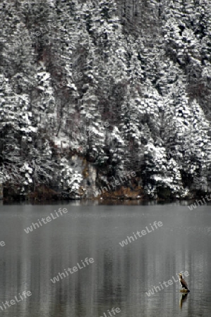 Stiller Winter am See