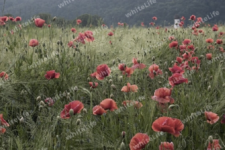 golden red field