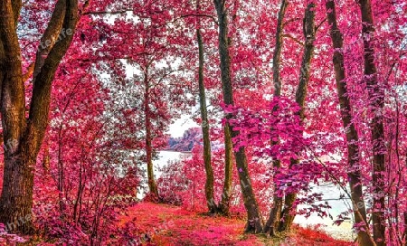 Beautiful pink and purple infrared panorama of a countryside landscape with a blue sky.