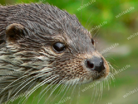 Otter