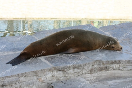 a seal is lying asleep on a rock    