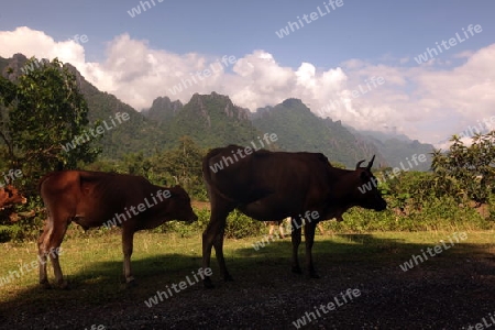 Die Landschaft bei Vang Vieng in der Bergregion der Nationalstrasse 13 zwischen Vang Vieng und Luang Prabang in Zentrallaos von Laos in Suedostasien. 