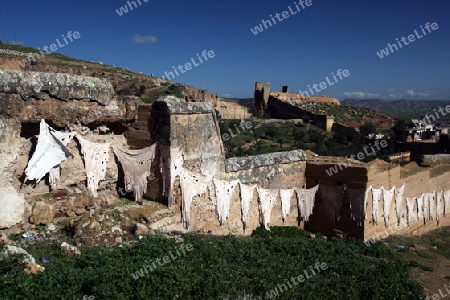 The fresh Leather gets dry on the sun near Leather production in front of the Citywall in the old City in the historical Town of Fes in Morocco in north Africa.