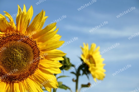 Sonnenblumen