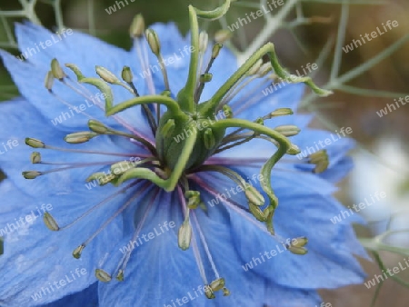 Nigella P6071200