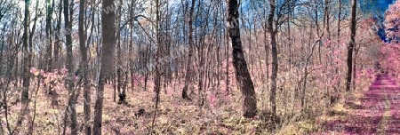 Beautiful pink and purple infrared panorama of a countryside landscape with a blue sky.