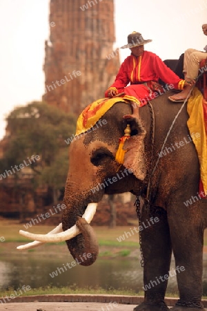 Ein Elephanten Taxi vor einem der vielen Tempel in der Tempelstadt Ayutthaya noerdlich von Bangkok in Thailand. 