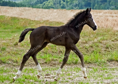 Fohlen im Trab