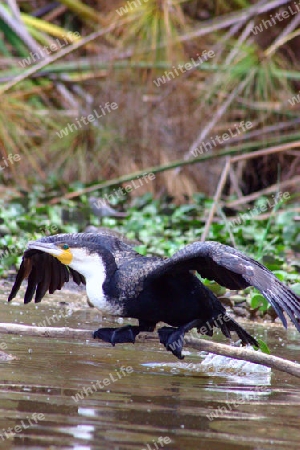 White breasted Cormorant, Phalacrocorax Carbo Lucidus