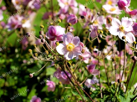 Gartenblume Anamone