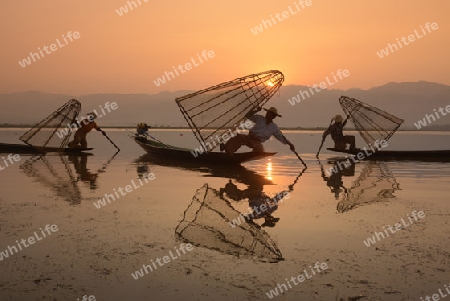 Fishermen at sunrise in the Landscape on the Inle Lake in the Shan State in the east of Myanmar in Southeastasia.