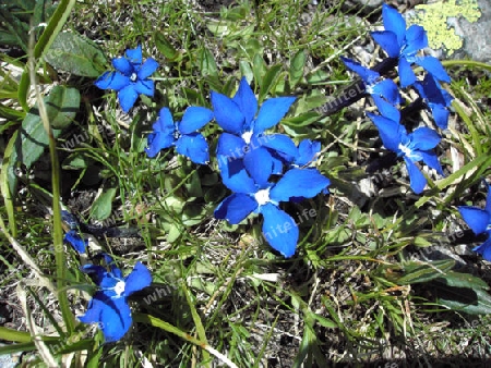 blue flowers