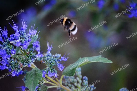 Hummel im Landeanflug