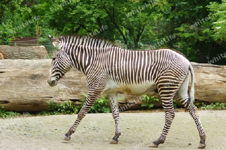 Zebra