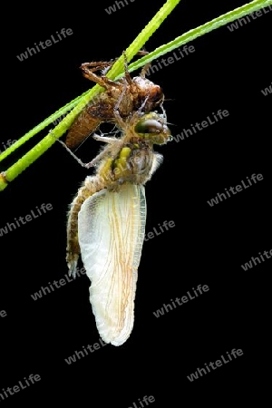 Libellula quadrimaculata