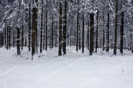 Winterwald