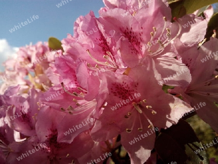 Rododendron in der Sonne I