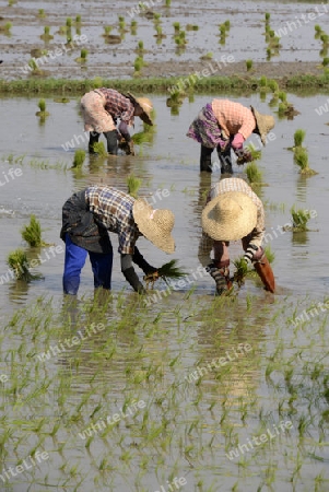 Rice farmers plant rice in a ricefield at the city of Nyaungshwe at the Inle Lake in the Shan State in the east of Myanmar in Southeastasia.