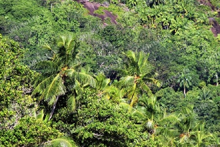 Beautiful palm trees at the beach on the tropical paradise islands Seychelles