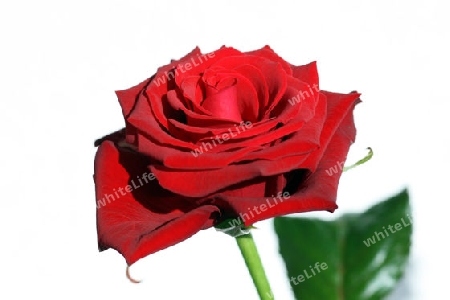 Rote Rose