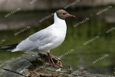 Lachmoewe  Black-headed Gull