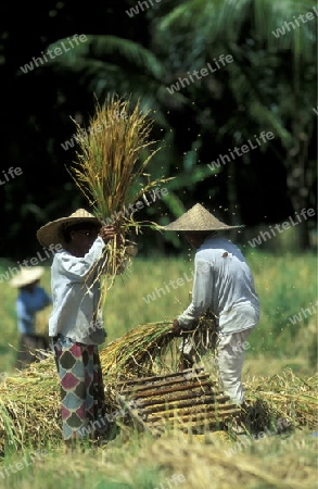 Die Reisfelder und Reisterrassen bei Tegalalang noerdlich von Ubud in Zentral Bali auf der Insel Bali in Indonesien.  