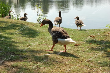 Enten am Wasser