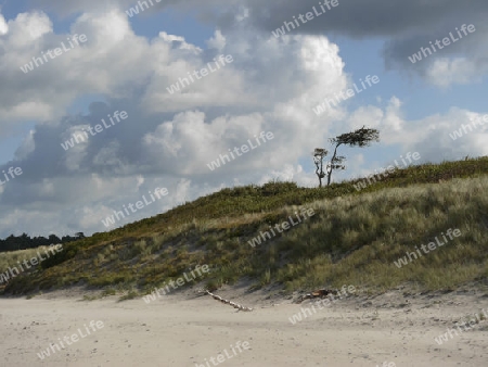 Ostseestrand, Windfl?chter