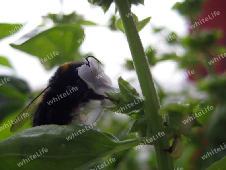 Hummel bei der Arbeit