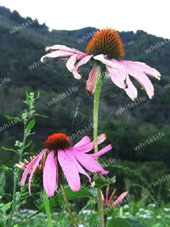 Echinacea