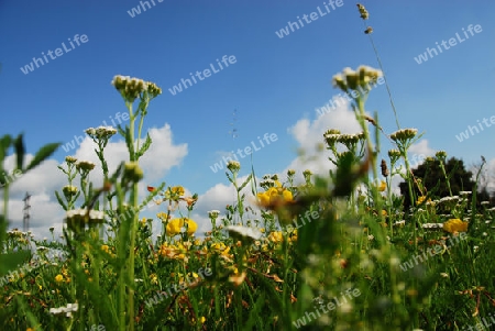 Wiesenblumen