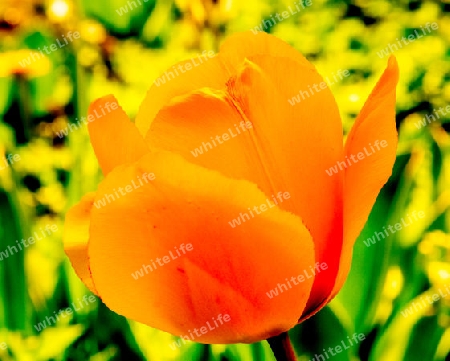 Tulpe