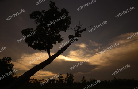 Die Abendstimmung in der Provinz Amnat Charoen nordwestlich von Ubon Ratchathani im nordosten von Thailand in Suedostasien.