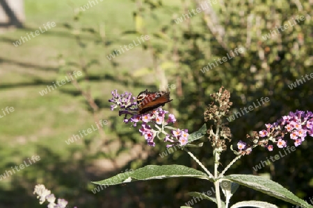 Schmetterling 2