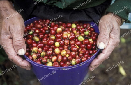 The coffee Plantations in the Hills of Copan in Honduras in Central America,