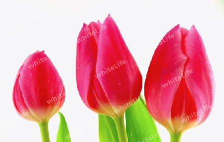 Tulpen-Trio