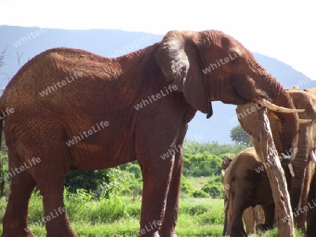 Elefant, Elefantenbulle, in, Tsavo, Ost, Kenya, Kenia, Afrika