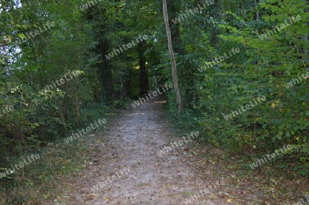 Waldweg Overhagen