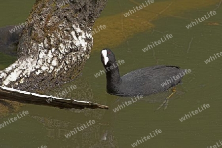 Blaesshuhn im Wasser