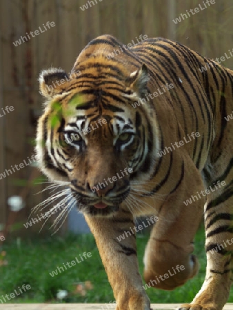 Tiger im Anmarsch