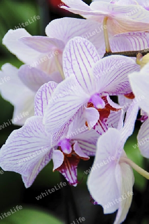 Orchidee