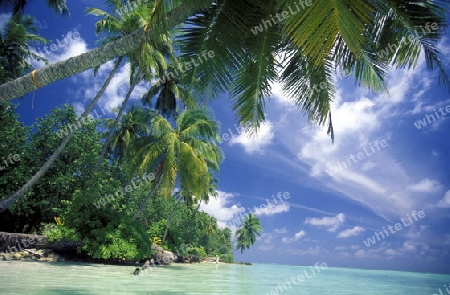 
Der Traumstrand mit Palmen und weissem Sand an der Insel Velavaru im Southmale Atoll auf den Inseln der Malediven im Indischen Ozean.   