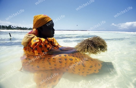 Eine Frau arbeitet auf ihrer Seegras Plantage an der Ostkuester der Insel Zanzibar oestlich von Tansania im Indischen Ozean.