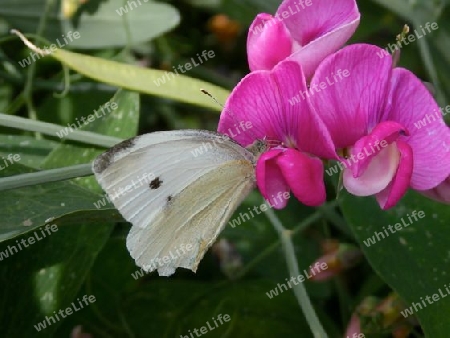 Schmetterling an Wicke P7120382